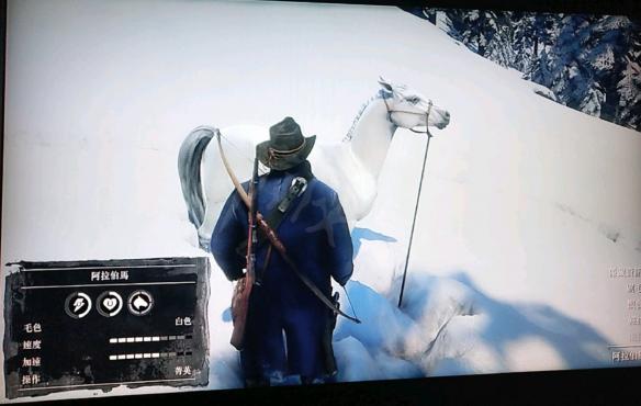 荒野大镖客2阿拉伯马在哪里（荒野大镖客2阿拉伯马在哪里卖）