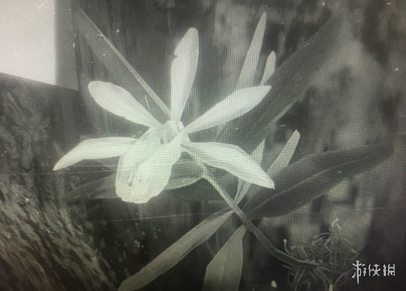 荒野大镖客2异宝植物一览 荒野大镖客2异宝收集清单