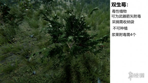 森林游戏植物有什么 the forest植物图鉴分享