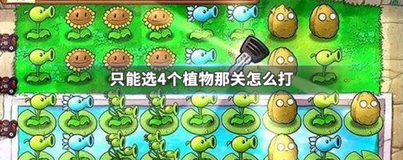 只能选4个植物那关怎么打（只能选三个你会怎么选）