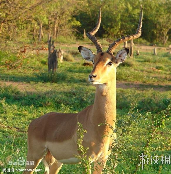 地平线黎明时分机械兽原型 地平线黎明时分机械兽是什么