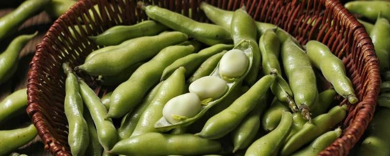 蚕豆要煮多久才熟 蚕豆要煮多久才能熟