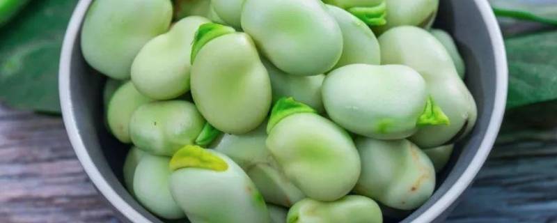 蚕豆的内部结构有哪些 蚕豆内部结构名称