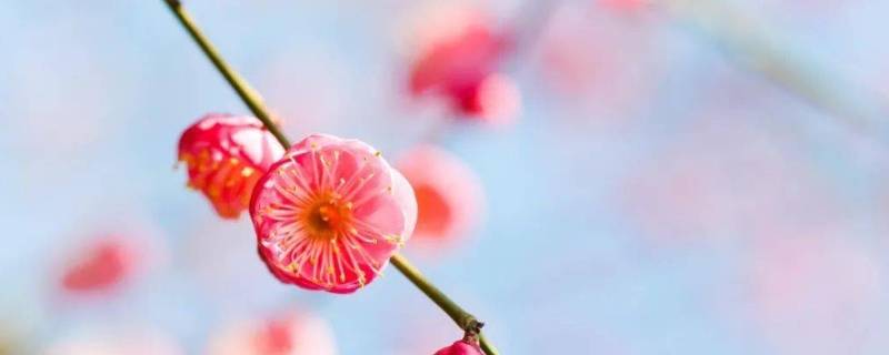 照母山梅花在哪个位置（照母山红梅花在哪个位置）