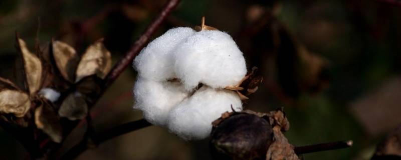 木头棉花属于什么材料 木头棉花属于什么材料?