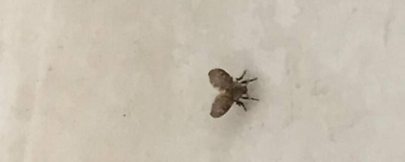 卧室小飞虫怎么生出来的 卧室里的小飞虫怎么来的