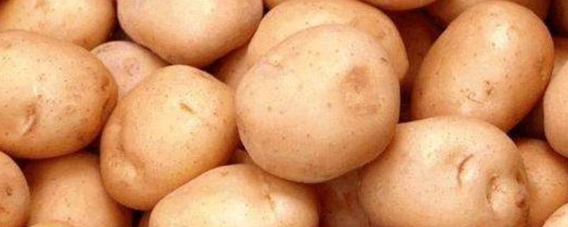 土豆上的黑色斑点是什么 土豆上的黑色斑点是什么虫