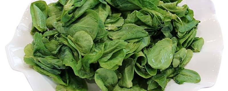 豆妃是什么蔬菜（豆妃是什么蔬菜图片）