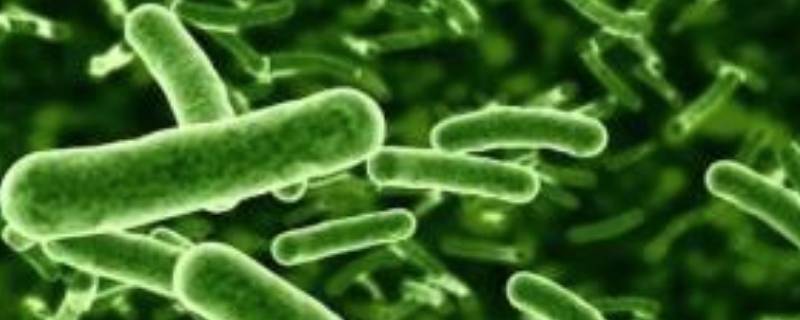 分解者有哪些生物 分解者有哪些生物作用