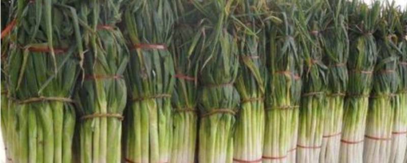 冬天储存大葱怕冻吗（冬天的大葱怕冻吗）