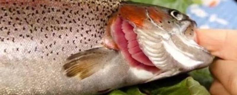 鱼鳃里面白色像弹簧能吃吗 鱼鳃里白色絮状物