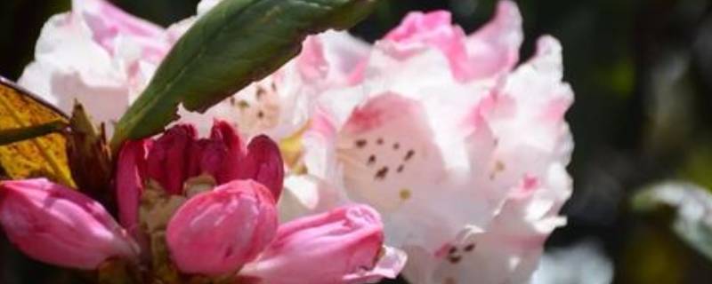 索玛花在哪个地方（索玛花是哪个地方的花）