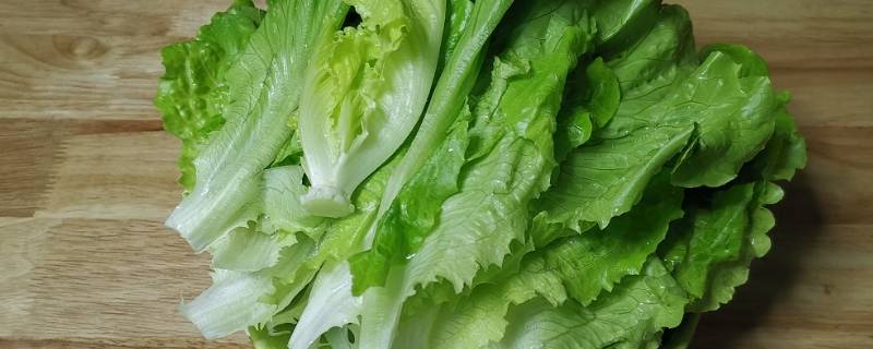 生菜种子需要泡水吗（生菜种子直接种还是先催芽好）