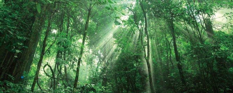 尾巴植物学家称它为（细长的尾巴植物学家称它为）