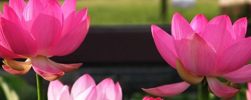 荷花的象征意义和精神（荷花的象征意义和精神800字）
