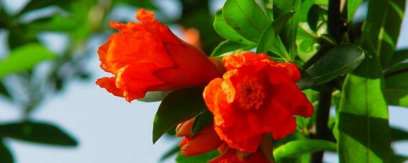 西安的市花是什么名字 西安市花为什么是石榴花