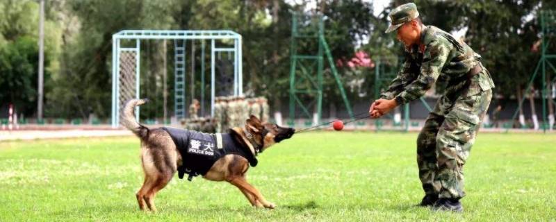 军犬和警犬的区别（军犬和警犬的区别是公还是母）