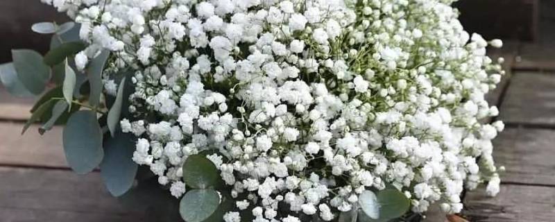 满天星的花语（满天星的花语蓝色）