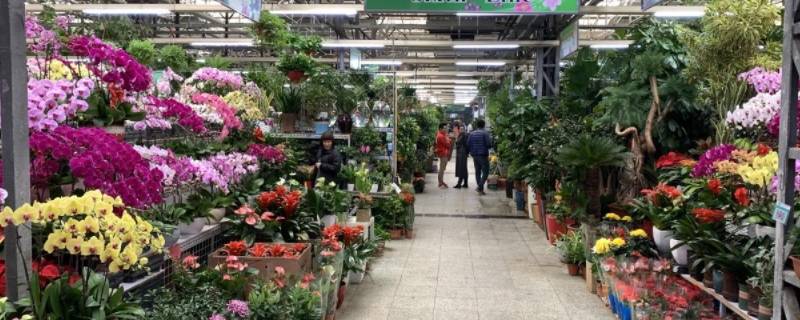 北京花卉市场批发市场在哪里 北京花卉市场批发市场在哪里进货