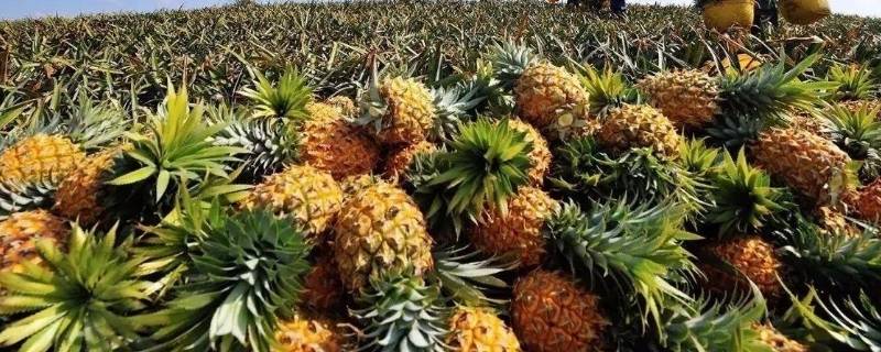 青菠萝可以直接吃吗 青菠萝可以直接吃吗图片