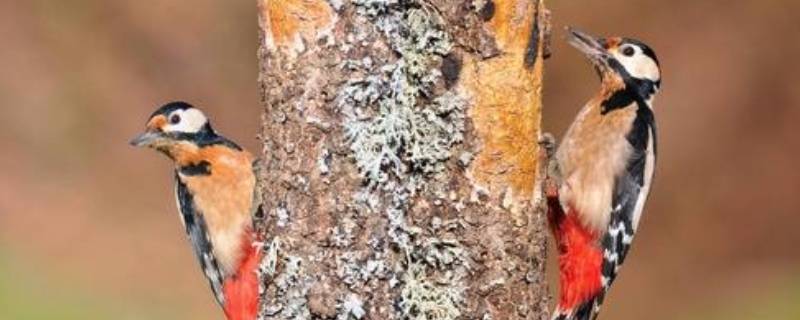 冬天啄木鸟捉虫子吗（啄木鸟冬天能不能捉虫子）