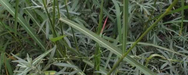 白草的别名（白草的别名是叫白头翁吗）