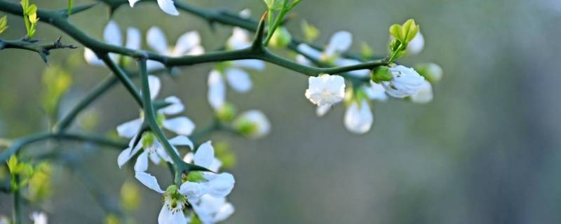 东风是什么季节（西风是什么季节）