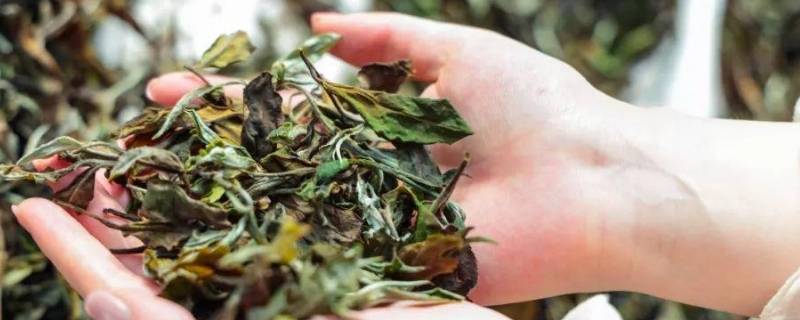白茶由来（白茶由来的介绍）