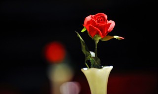 送老婆什么鲜花好（送老婆送什么花比较好）