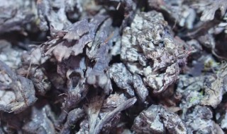 干巴菌怎样清洗干净 干巴菌怎样清洗干净图解