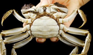 螃蟹怎样清洗才干净好（螃蟹怎样清洗才干净好吃视频）