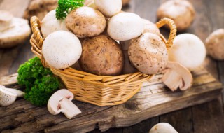 蘑菇可以放冰箱冷冻吗 蘑菇可以放冰箱冷冻吗