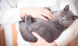 猫奴是什么意思（养猫奴是什么意思）