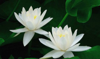 白莲花什么意思形容人 白莲花什么意思形容人 视频
