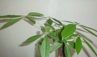 发财树新芽枯萎怎么办 发财树发了新芽又枯萎了怎么办