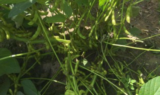 黑豆开花期怎么管理 黑豆开花期怎么管理视频