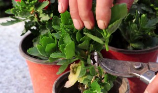 给花施肥的正确方法（各种花的施肥方法）