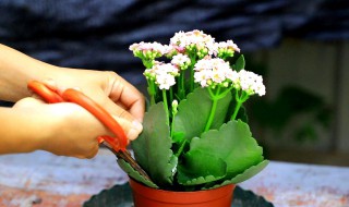 黑发丝植物怎么养（黑发丝植物怎么养能爆盆）