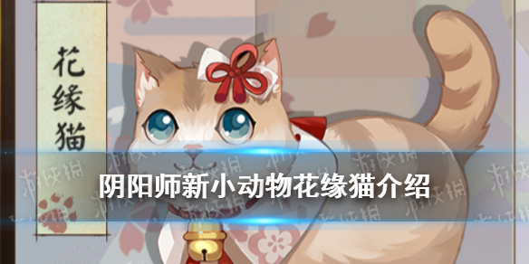 阴阳师花缘猫怎么获得 阴阳师花缘猫之后还能获得吗